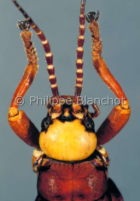 Monticomorpha sp.JPG - in "Portraits d'insectes" ed. SeuilMonticomorpha sp.PhasmeWalkingstickPhasmatodeaPseudophasmidaePerou
